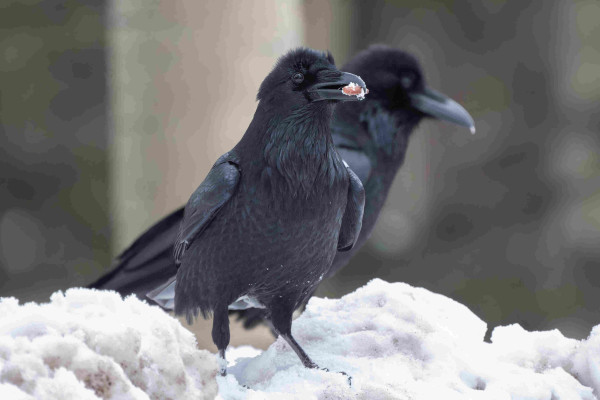 Two ravens stand in the snow. The one in front has some sort of large nut in its bill.