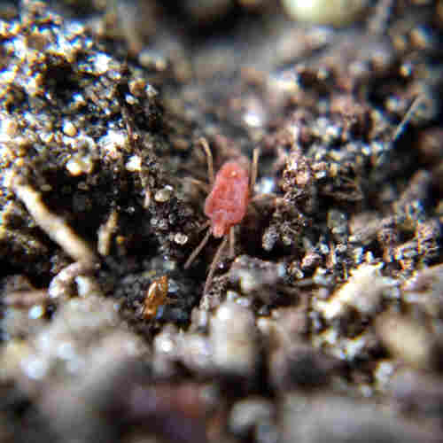A mite with an oblong red body and skinny legs, stretched out in soil. Its body is wrinkly like a sumo mite's but significantly less plump, and looks stubbly-textured rather than furry. Like if it was a candy, it would be sour strawberry flavour.