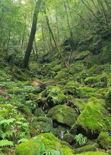 Photo of small stream covered by moss and ferns and small bamboo all in deep forest