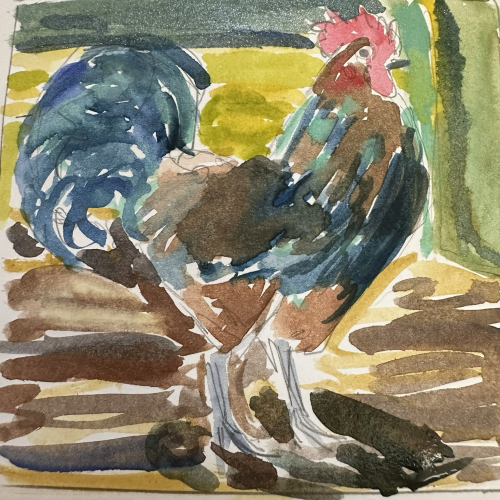 A brown and blue rooster in a shady spot. 