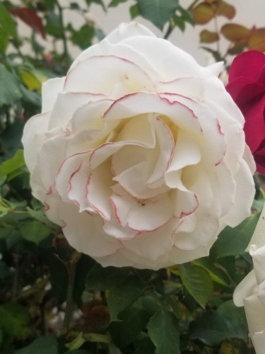 Photo of a huge beautiful white rose. Perched on one pink-edged petal is a tiny insect living their best life.