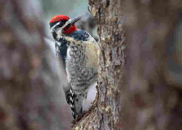 Black and white bird with a bright red head and chin clinging to a pine trunk.