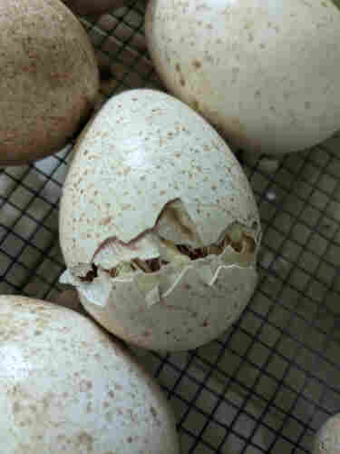A light brown speckled turkey egg is zippered across the fat end, meaning cracked all the way around by the chick inside barely visible through the crack as it sits on a mesh wire grid in an incubator.