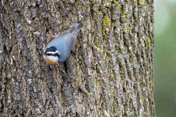 red-breastes nut hatch on a tree with moss.  Blue grey back white and black head and orange breast