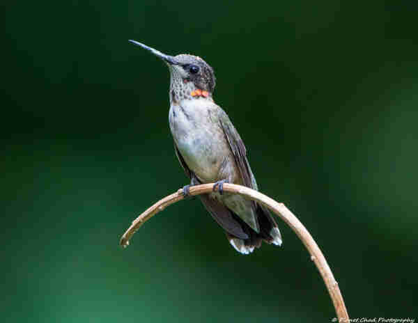 A young hummingbird is perched on a tree branch against a green backdrop.