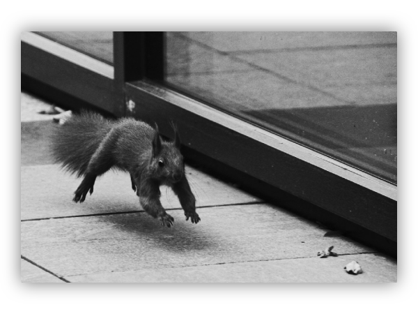 Levitating squirrel.