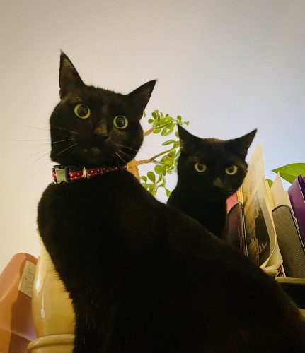 two black cats looking at camera, the closer one has a collar and eyes are open wide and dilated, they both seem really interested in whatever is happening