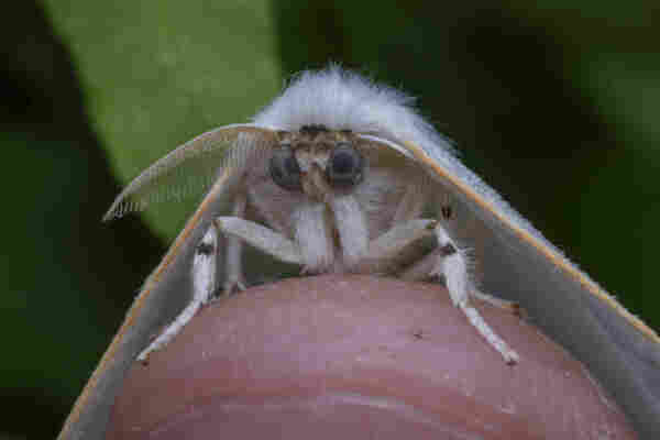 head-on view of a white tussock moth (Artornis sp.) with big grey eyes and feathery antennae, perched on a filthy human thumb