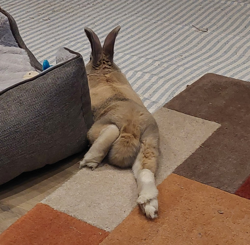 A photo of the arse-end of a rabbit. A caramel rabbit is lying down on a rug, against a grey cat bed (next to it, not in it, go figure...). One of his back legs is out flat behind him. The other is propped up slightly against his tail. His ears are alert.