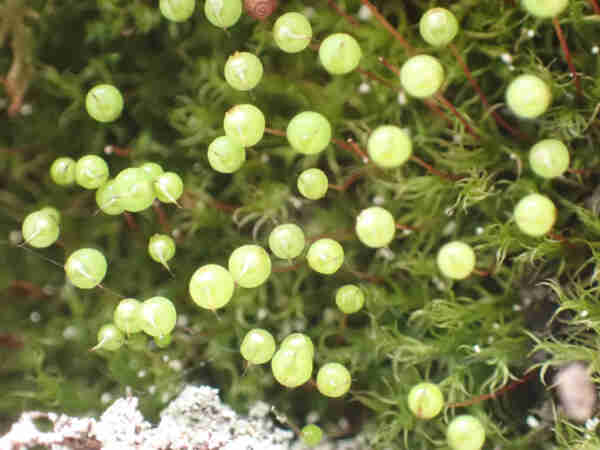 A moss with shiny green spherical spore capsules