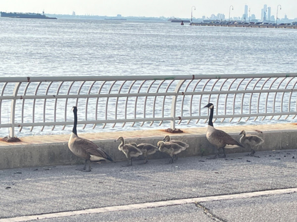 On a walkway overlooking the Hudson River, two full grown geese and five goslings 