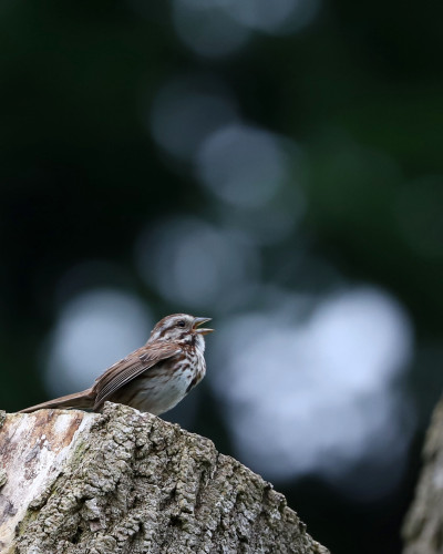 A Song Sparrow, a little brown and white bird with a dark spot on its breast, perches on a tree stump and sings. The play of light behind it makes it look as if its song is taking visible form.