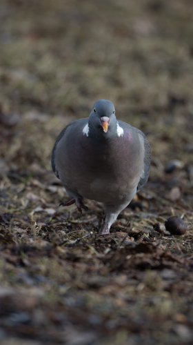 Wood pigeon walking towards the camera, photographed from right in front. He has a gray body, purple chest, white band around the neck, and bright orange beak. The background is blurry. It’s ok lit but not too bright. 