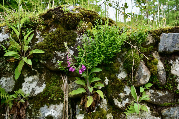 A stone wall with foxgloves and bindery