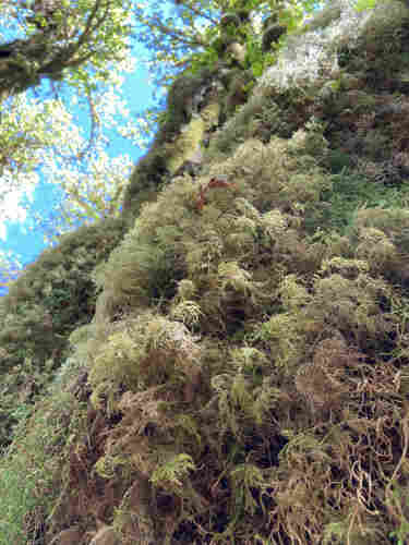 A thick mature tree trunk covered in a very pale green feather moss that grows in tufts and mounds. Each mound has leaves that resemble ferns in their structures, with leaves grow out both sides of a stem. 