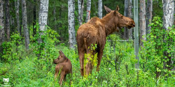 The rear view of mom moose and her calf standing in the woods.