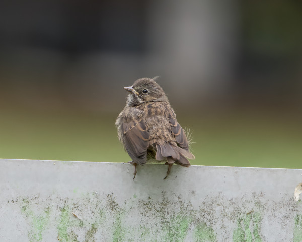 A Song Sparrow fledgling, sitting on a metal sign. Its colours are muddled brown, and except for its flight feathers still looks a bit downy.