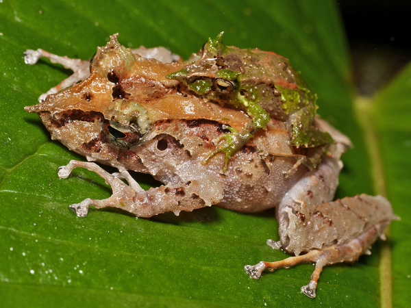 Two amplexing frogs on a green leaf