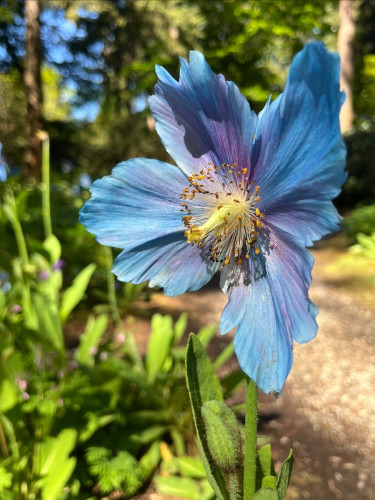 A Himalayan blue poppy a flower with paper like petals which are sky blue in color, and a yellow center. Photo courtesy Rhododendron Soecies Botanical Garden. 