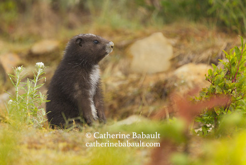 A Vancouver Island marmot pup sitting on its butt and looking away. It is in an alpine meadow with rocks, wildflowers and bushes.