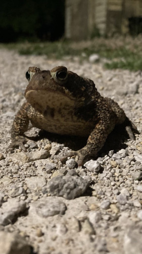 A large (3.5 inches / 9 cm) toad sits on a crushed-limestone gravel street. 

The toad is greenish brown and is very plump.   