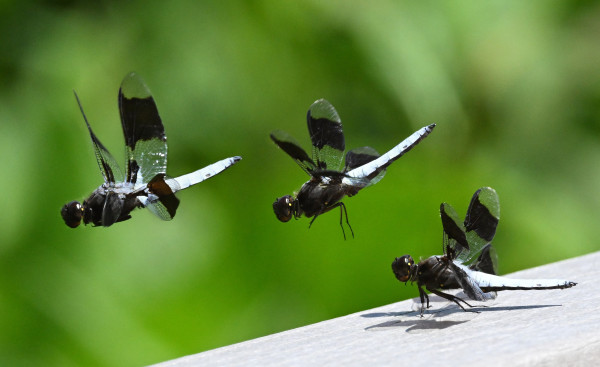 There are three images of a dragonfly superimposed onto one photograph.  In the photo at bottom right the dragonfly is resting on a wooden railing but with its wings raised.  The next two images show the dragonfly in flight in two different positions after it has taken off.