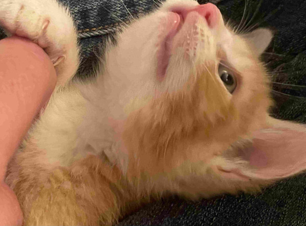 Orange kitten laying on his back and looking up while getting a belly rub.