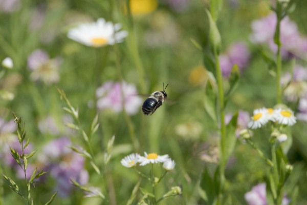 a large fuzzy yellow and black bee in front of a lush green background. wings are a blur as they zoom to the right of the frame with little black antennae up and alert. there are white flowers with yellow centers as well as purple flowers dotted throughout the tall green grasses. 