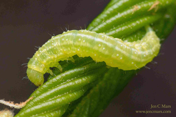 A bright green, semi-translucent caterpillar with a small number of pale hairs coils around a curled up spring leaf. Background is out of focus gray-brown. 