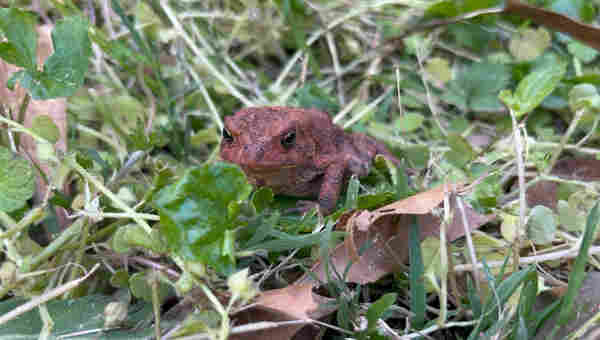 bumpy toad covered in Georgia (USA) red clay surrounded by green ground plants and brown leaves