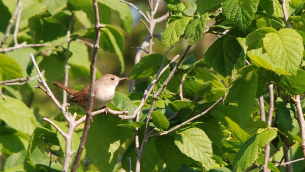 A small tan and rusty brown bird with a sharp beak and a bright black eye perches on a leafless twig.  Backed by out-of-focus green leaves.   The right, some of the hazelnut leaves are in pretty clear focus.   