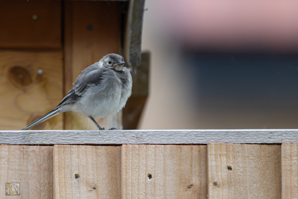 a fluffy grey and white bird perched on a fence