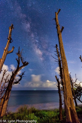 Night sky with the Milky Way visible above a calm ocean, framed by silhouetted bare tree trunks in the foreground.