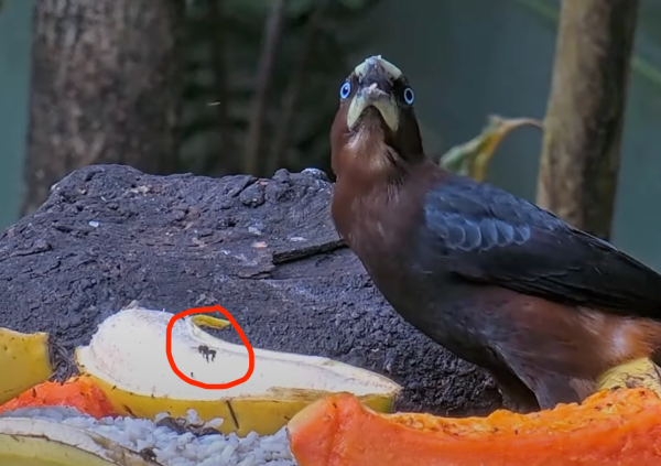 Screen capture of a video showing a tropical bird enjoying a spread of tropical fruits on a platform. A small insect is also visible flying in front of a light-colored fruit.