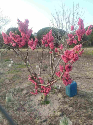 Una especie de cerezo o ciruelo en flor. Los ramilletes son muy densos y las flores de un intenso color rosa.