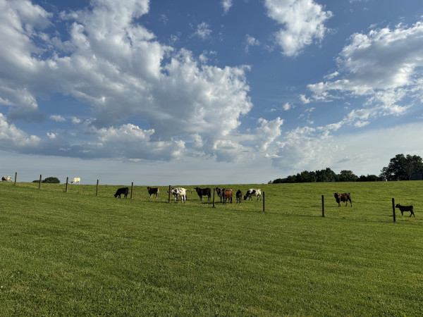 Landscape photo of a big green pasture meeting a blue sky with scattered fluffy white could. In the center is a herd of cows of various colors - white, brown, black
