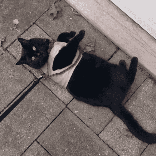 Jack Skellington, Lord Supreme of Treats, All-Sovereign Emperor of Comfy Spots, The Mighty and Glorious Steed of the Queen Daddy Lambie Pie, Goddess of Goddesses

Black cat with bright yellow eyes laying on a walkway looking cutely up at the camera, wearing a grey vest with red plaid leash.