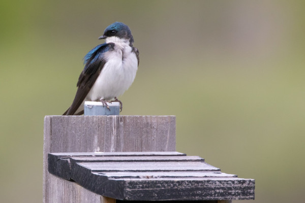 A Tree Swallow bird perched on a pole above its wooden birdhouse.
