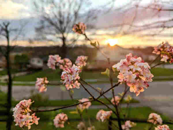 Some small little pink flowers are blooming in the foreground, each at the end of a thin stick. They are backlit by the setting sun, which is just starting to pass behind a house about 30 meters away.  The whole suburban background is soft and out of focus, as the picture was taken very close to the flowers.