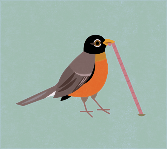Flat illustration of an American Robin pulling up a worm from the ground