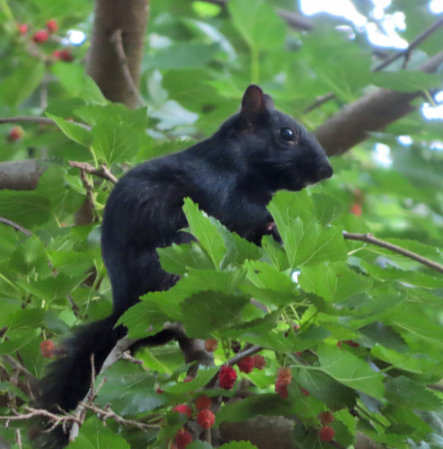 black squirrel in profile in tree with red berries