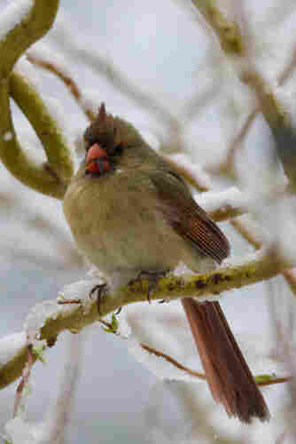 A slush dampened cardinal on a semi-curly willow branch. The willow branch is covered in a slushy snow