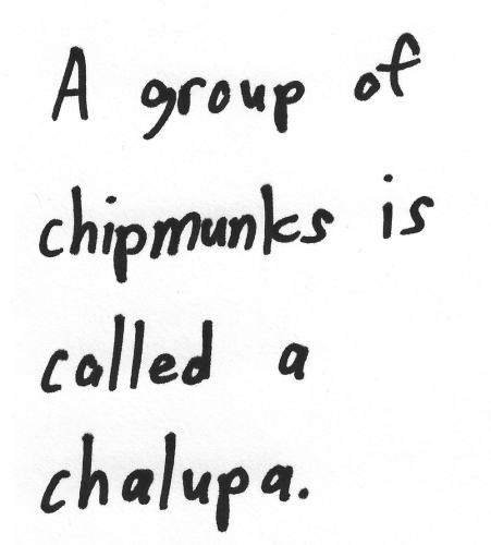 A group of chipmunks is called a chalupa.