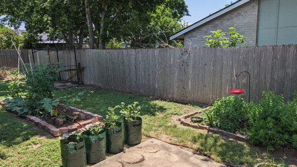 A backyard with lawn and a weathered 6 foot wooden fence all the way across the picture. To the left is a rectangular garden with a brick border with bamboo tripod of runner beans, two tall tomato plants tied to bamboo poles, two okra plants in front and big, flat cucumber leaves covering most of the ground. In front of all that are four round, green bags with potato plants and a triangle of concrete. To the right is another brick bordered flower bed full of bushy plants and a red birdbath.