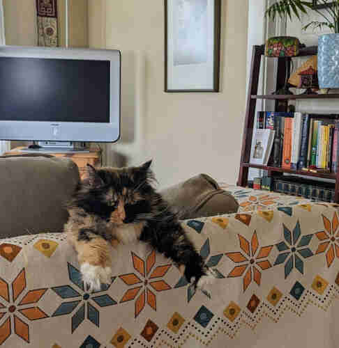 Ani, long-haired calico cat stretching her arms over back of loveseat with disgruntled expression