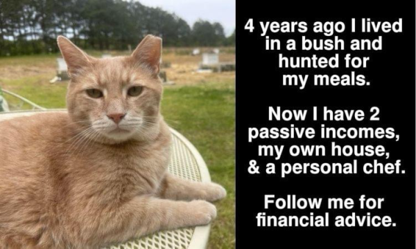 (An orange cat)  4 years ago I lived in a bush and hunted for my meals. Now I have 2 passive incomes, my own house, & a personal chef. Follow me for financial advice.