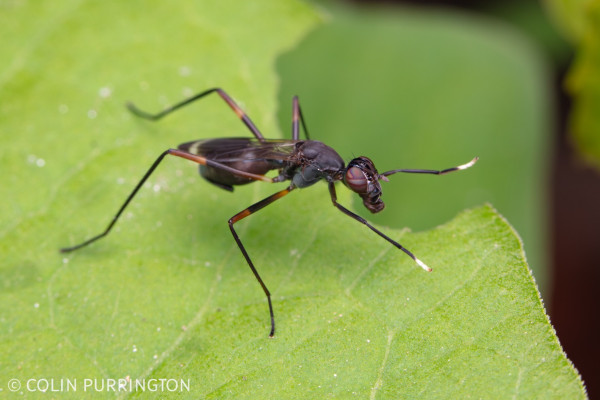 Darkly-colored, elongate fly with long legs, the front two of which are tipped in white and are moving around in front of its head as if it was gesticulating.