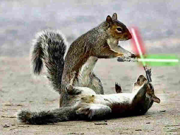 Picture 2 grey squirrels fighting Jedi style with light sabres. One with a green sabre stands above another who is laying on the floor wielding a red sabre.