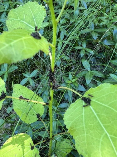 Ants are making some kind of black goopy home on the stem of a tree branch for what appear to be some kind of winged nymph