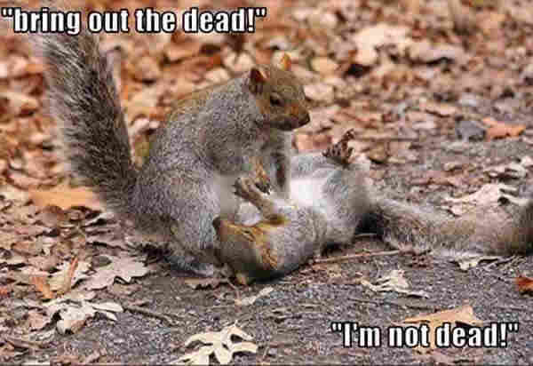 Picture 2 grey squirrels, the one on the right is laid prostrate on the ground but is obviously alive, on the left the other squirrel stands above his friend with his paws on his chest.

the standing squirrel appears to be saying “Bring out the dead” the one on his back replies “I’m not dead! “